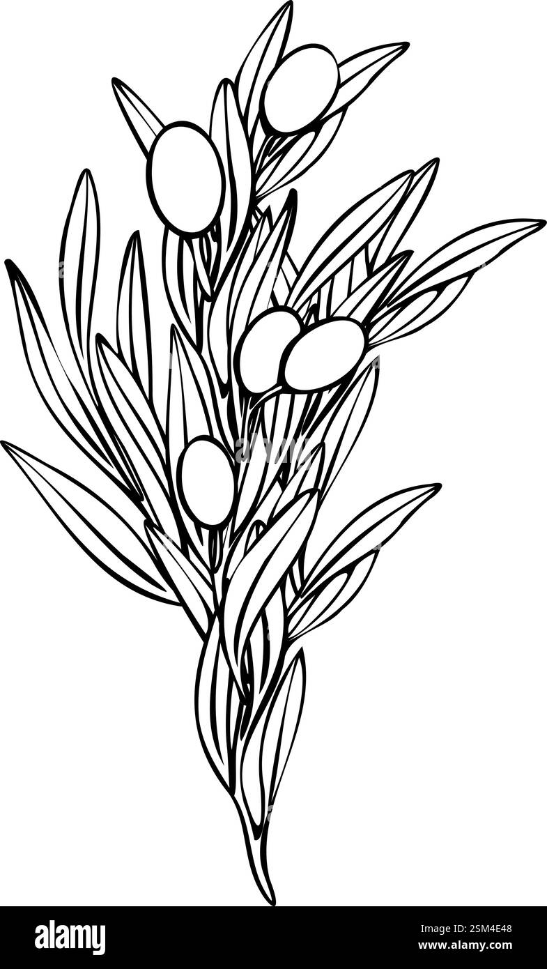 Hand drawn olive branch vector illustration with linear style and green ...