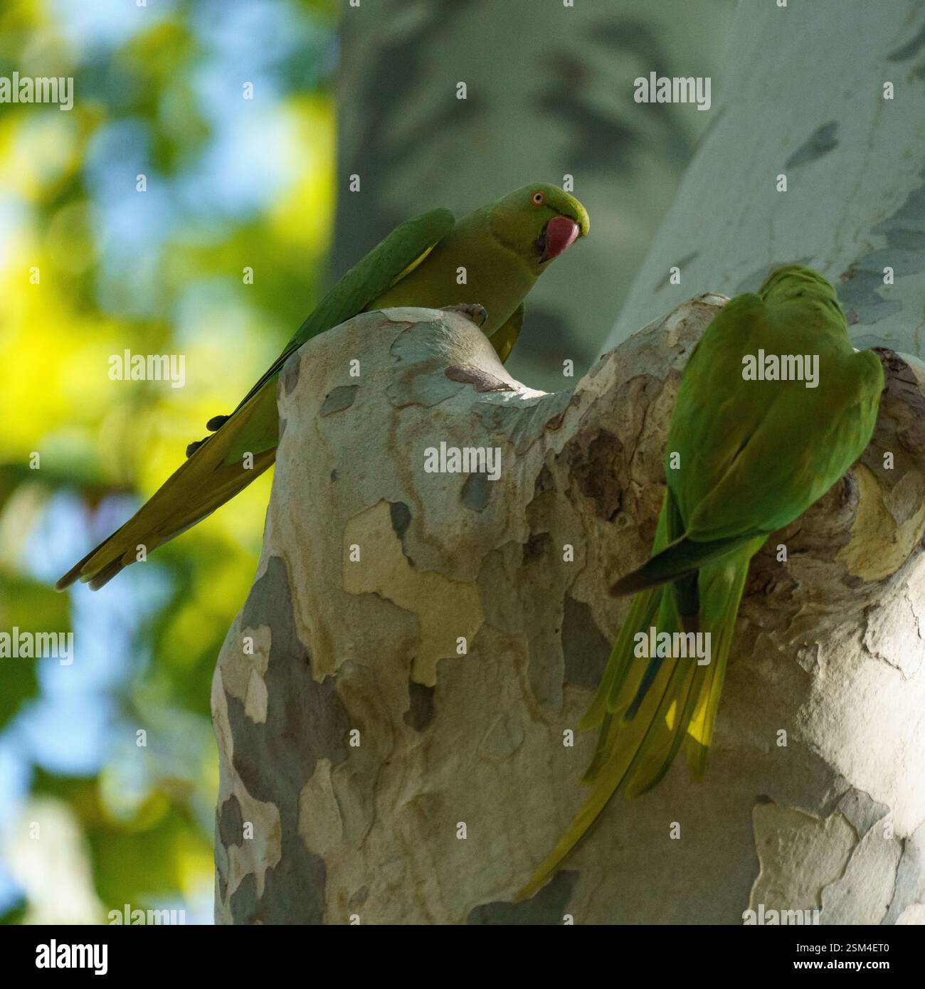 Roman Parakeets Rose-ringed parakeets (Psittacula krameri) sitting in a tree in Rome ...