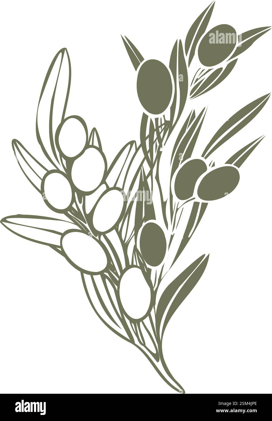 Hand drawn olive branch vector illustration with linear style and green ...