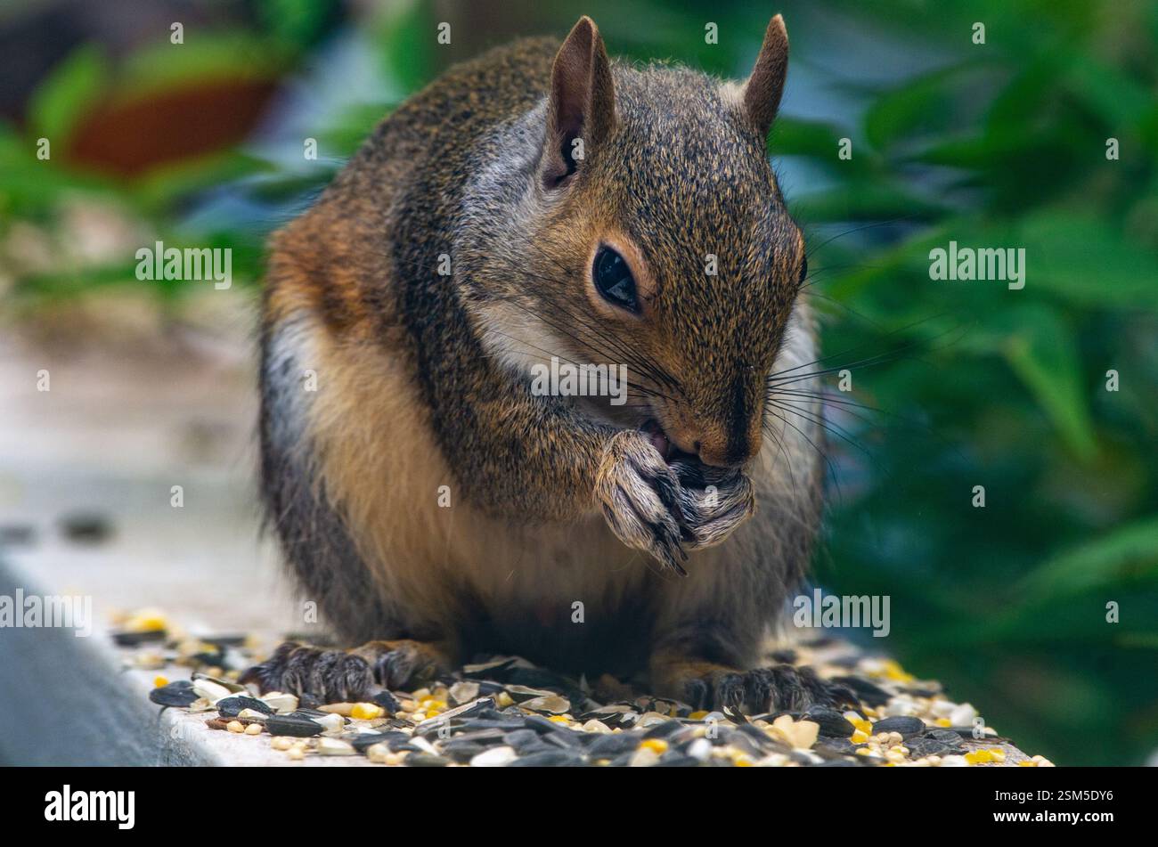 Squirrel feeding habits hi-res stock photography and images - Alamy
