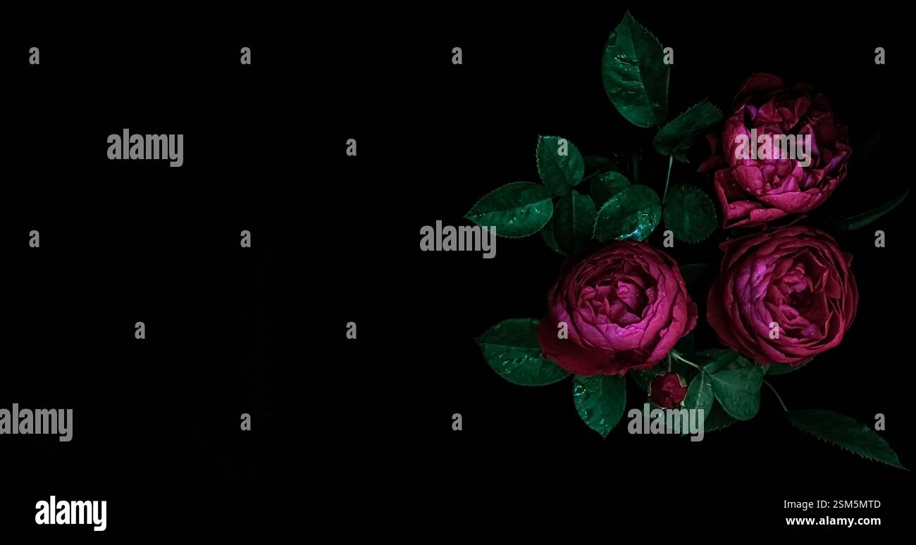 Low key roses hi-res stock photography and images - Alamy