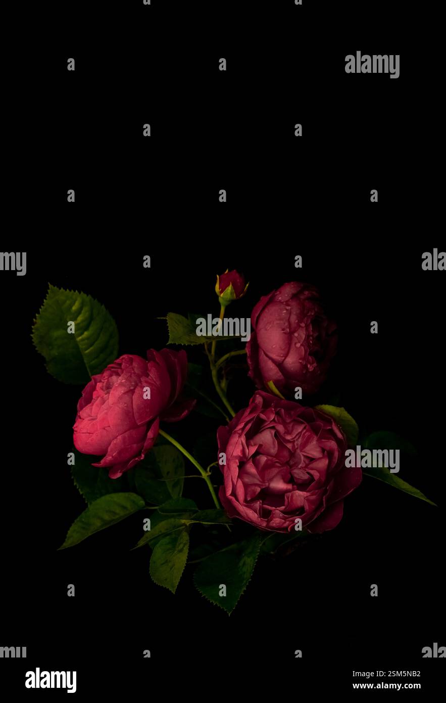 Low key roses hi-res stock photography and images - Alamy