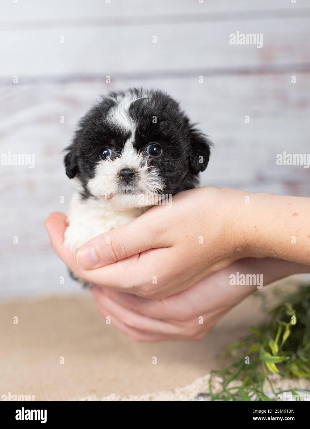 Little Hands Toy - Bear