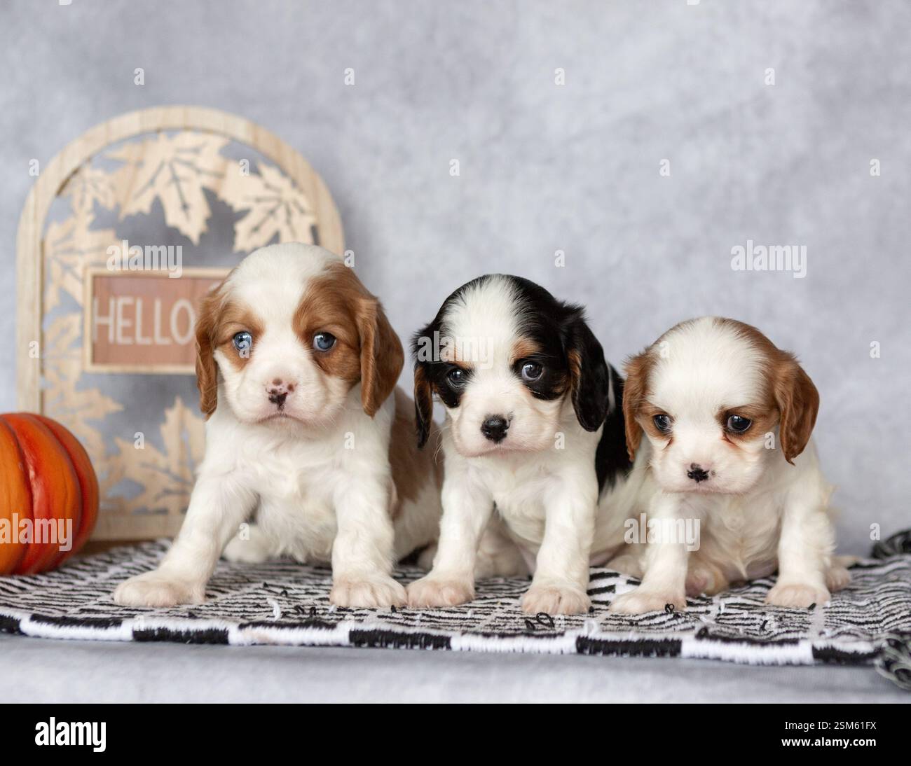 King Charles Cavalier Spaniel Puppies 3 Three Stock Photo