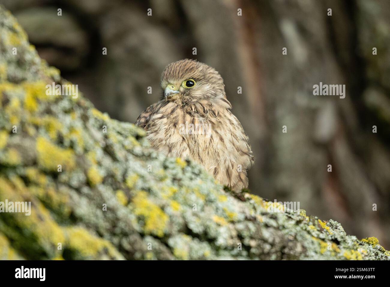 Junger Turmfalke Stock Photo