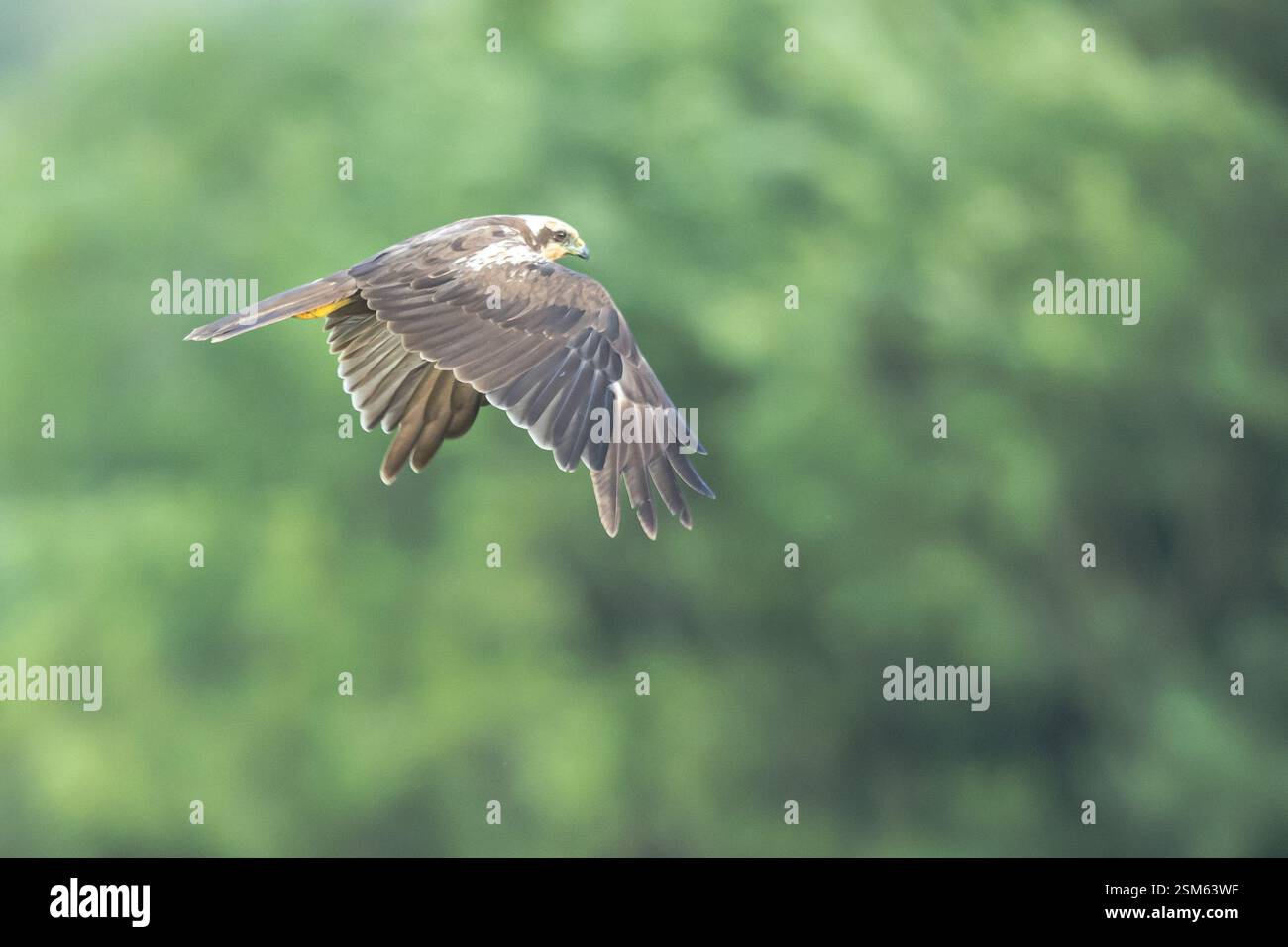 Junger Turmfalke Stock Photo