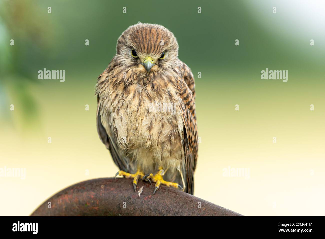 Junger Turmfalke Stock Photo