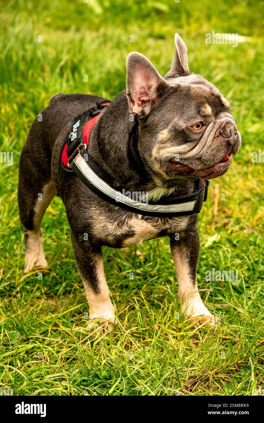Alert French Bulldog with Brindle Coat and Harness Standing on Vibrant ...