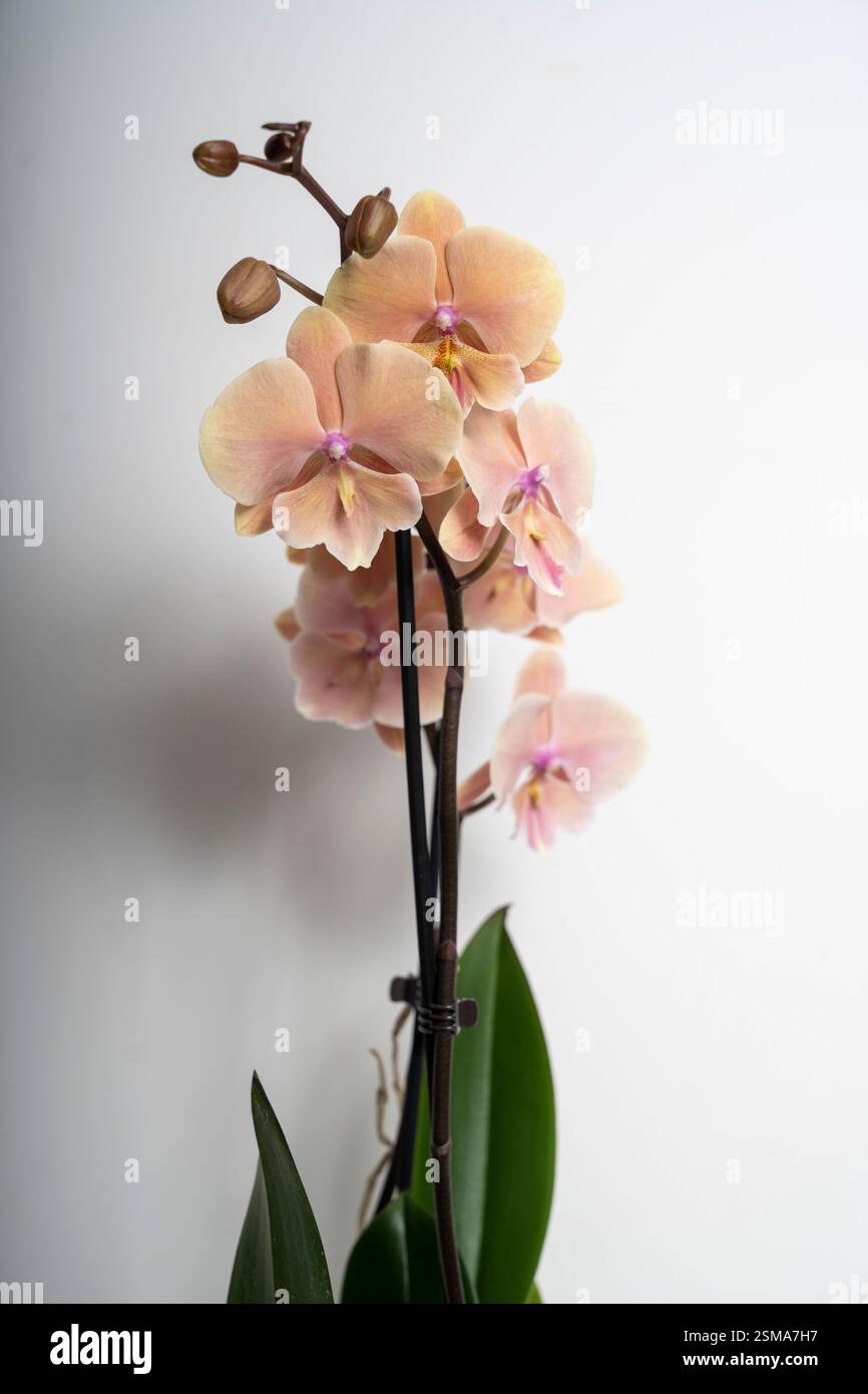 Natural peach colored butterfly orchid flower isolated on white ...