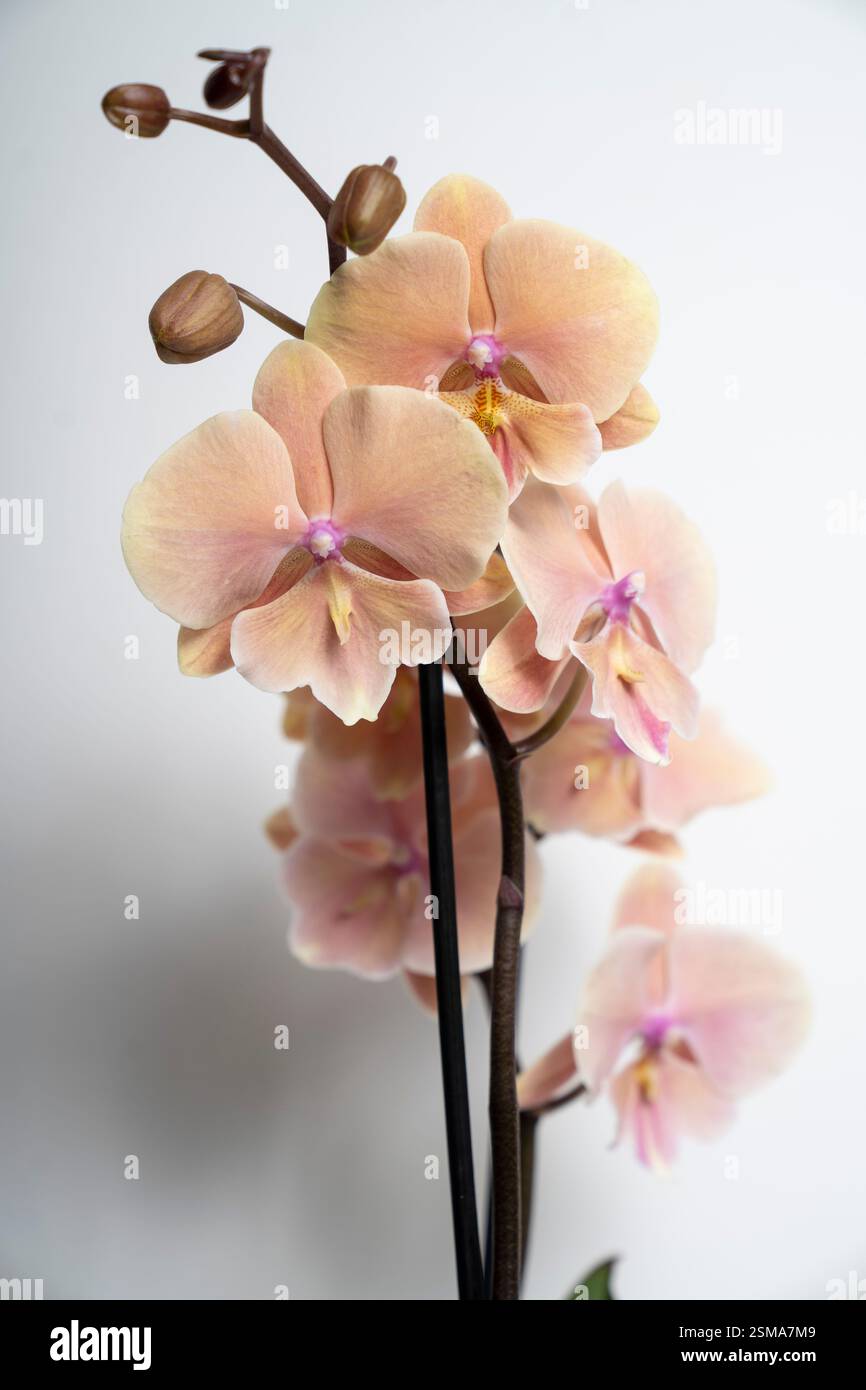 Peach orchid hi-res stock photography and images - Alamy