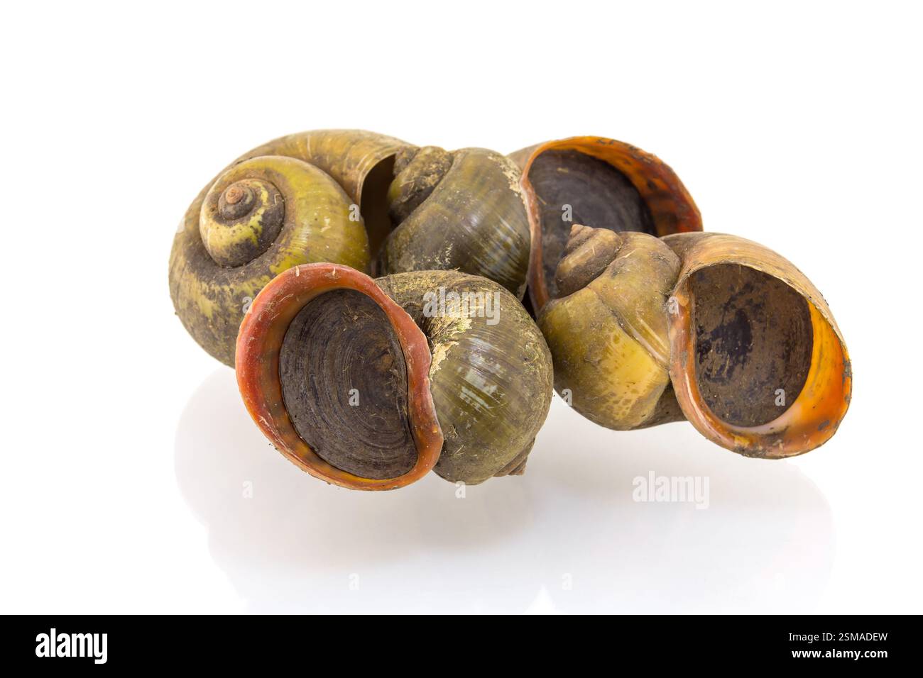 snail isolated on white background Stock Photo