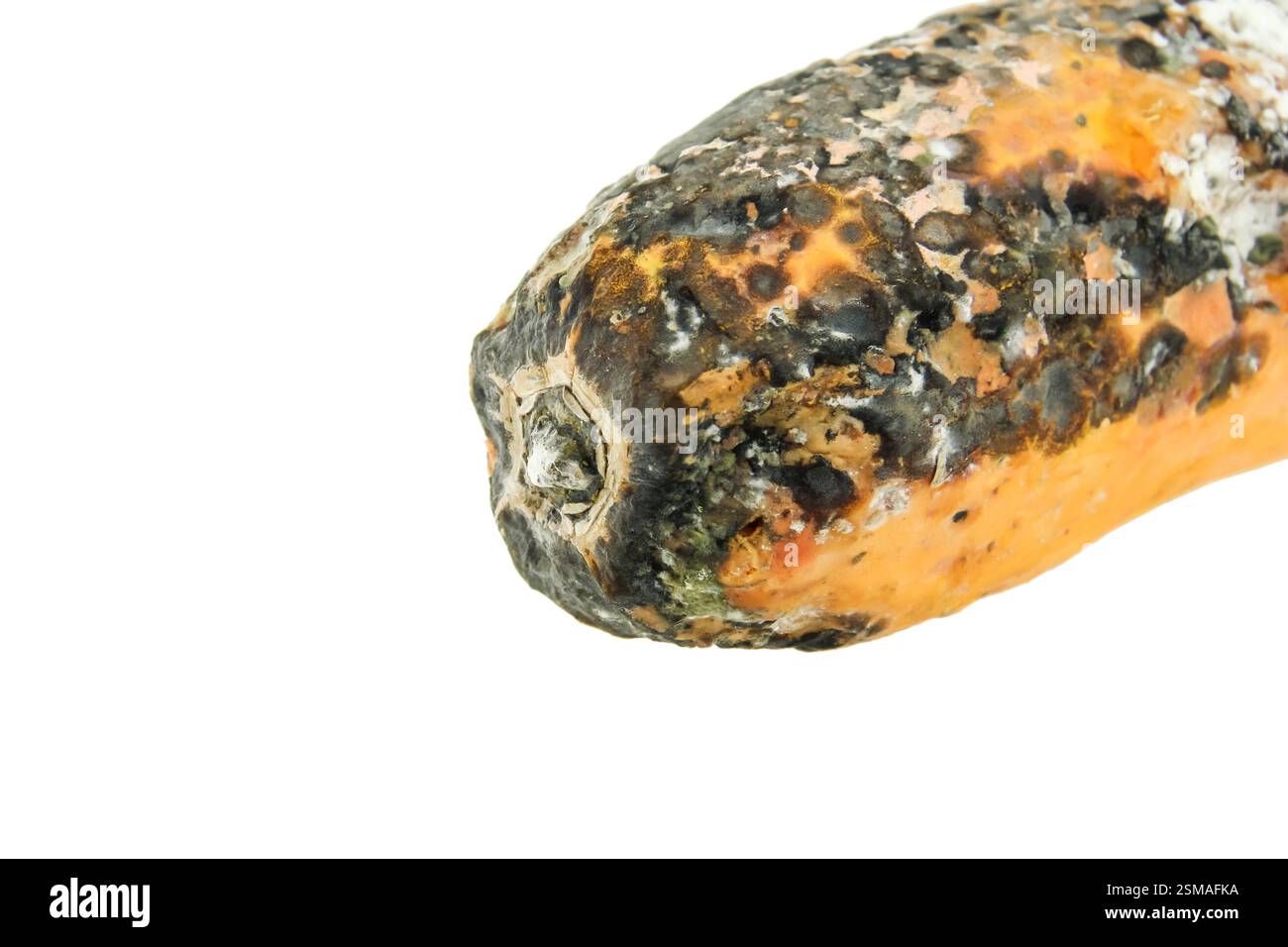rotten papaya isolate on white background Stock Photo
