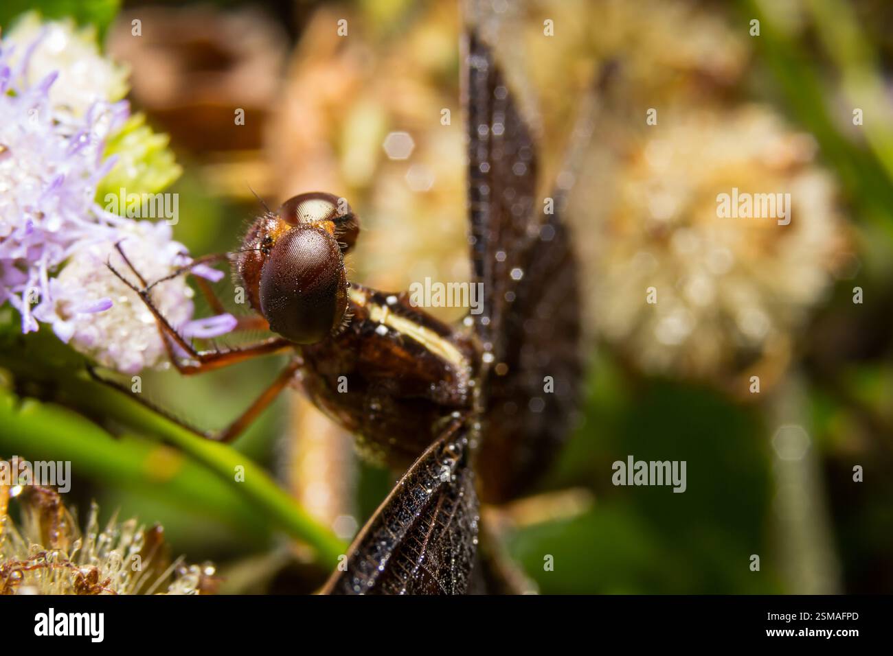 Dragonfly on nature leaves as background Stock Photo - Alamy