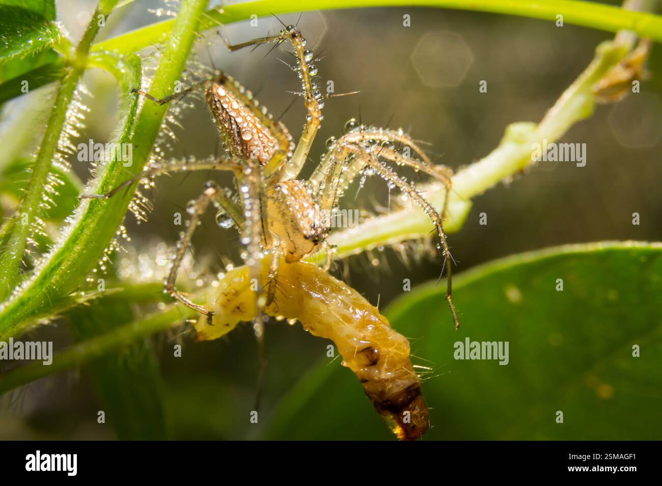 Spider on nature leaves as background Stock Photo - Alamy