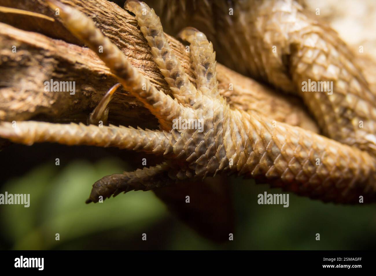 Lizard on a wooden leg Stock Photo