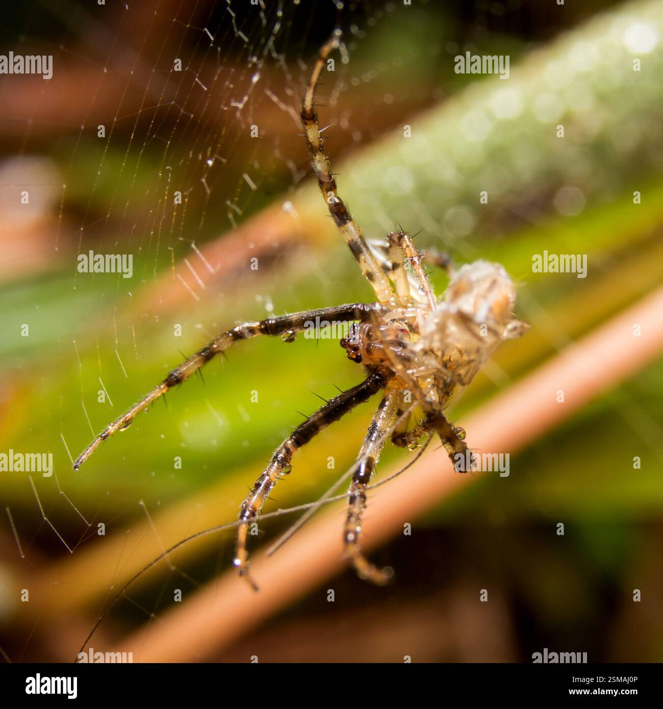 Spider on nature leaves as background Stock Photo - Alamy