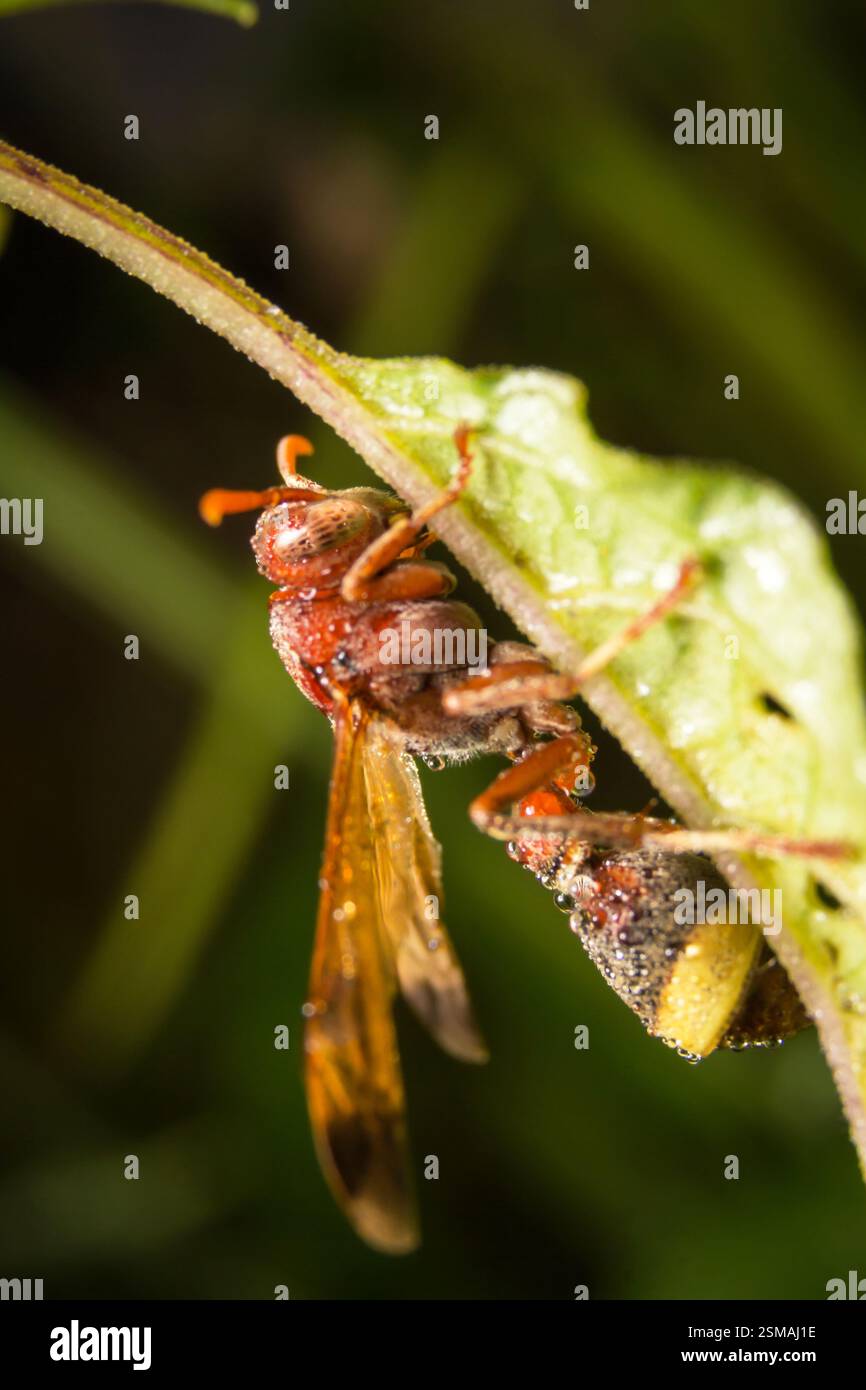 Hornet or Wasp on a leaf green. Stock Photo