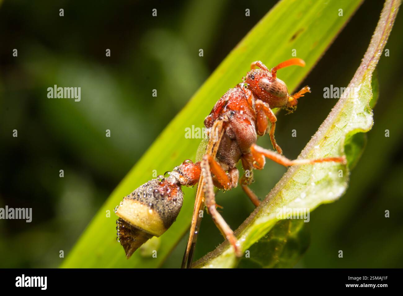 Hornet or Wasp on a leaf green. Stock Photo
