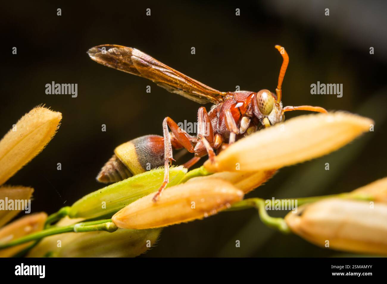 Hornet or Wasp on grain rice Stock Photo