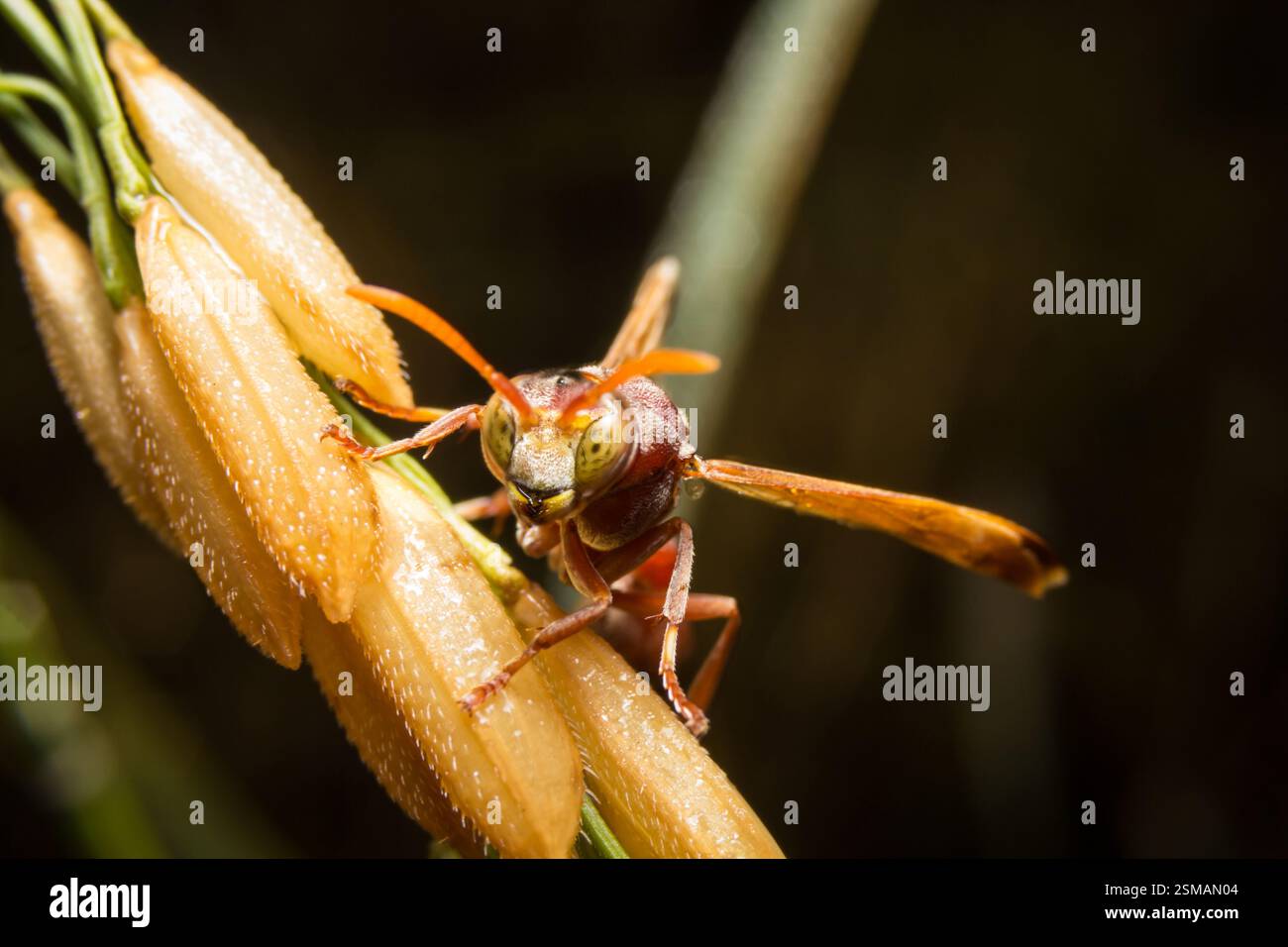 Hornet or Wasp on grain rice Stock Photo