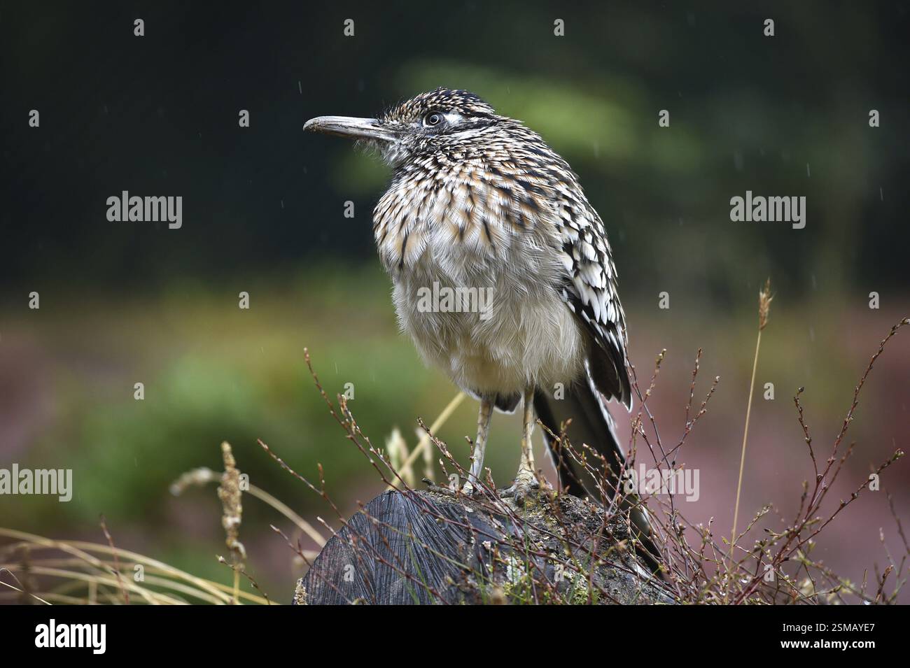 Racing cuckoo, (Geococcyx velox) in the rain, Marlow Bird Park ...