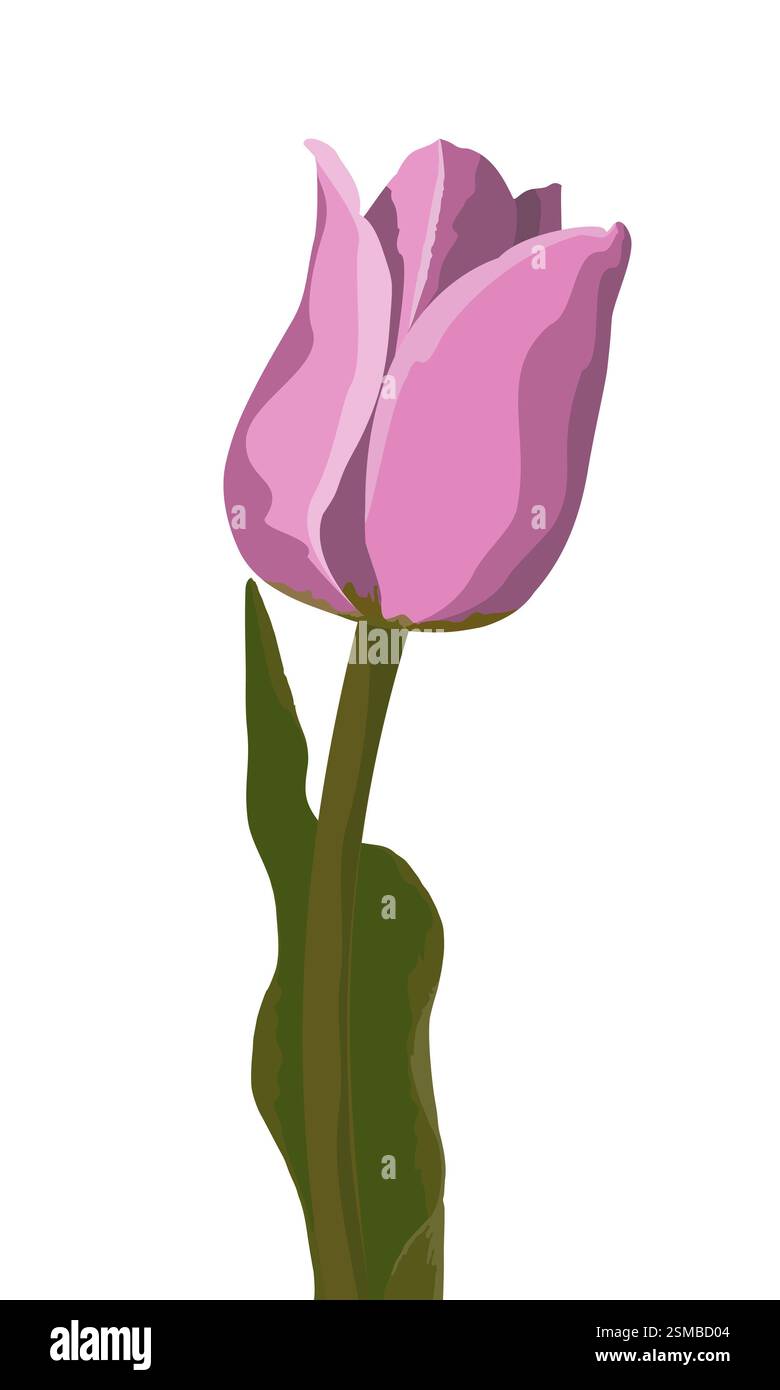 Pink tulip isolated on white background Stock Photo - Alamy