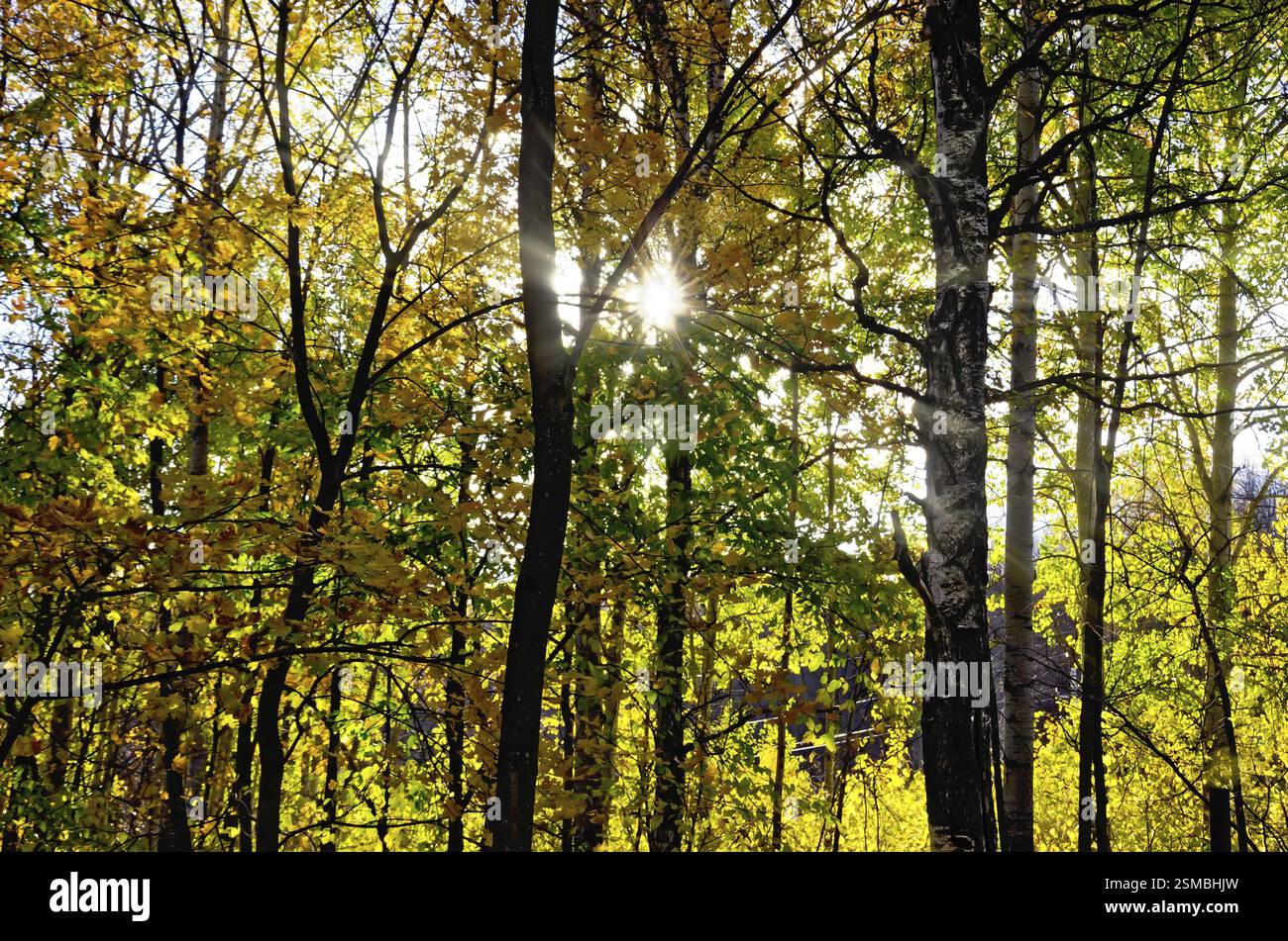 Autumn forest with yellow leaves of the trees, the sun shines through ...