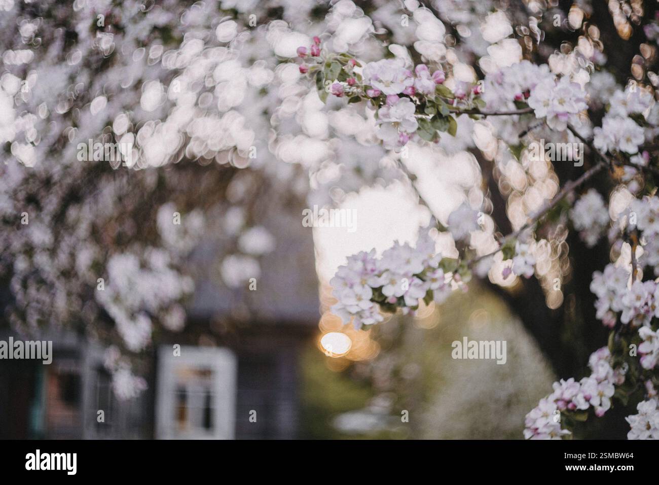 Blossoms on a tree with soft sunlight filtering through in a tranquil setting Stock Photo