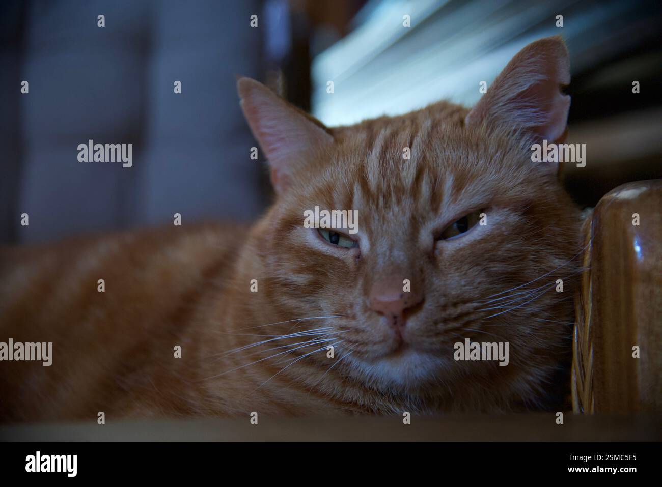 Orange Ginger tabby Male cat Silvestris Stock Photo - Alamy
