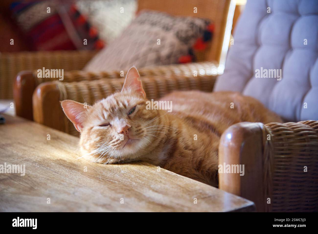 Orange Ginger tabby Male cat Silvestris Stock Photo - Alamy