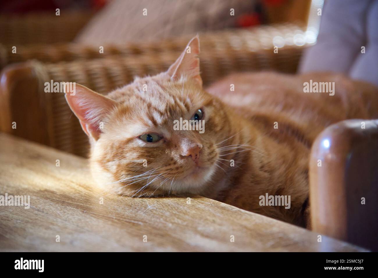 Orange Ginger tabby Male cat Silvestris Stock Photo - Alamy