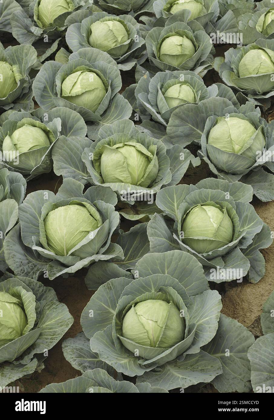 Vegetable Cabbage Is One Of The Oldest Vegetables Used By The Ancient Vegetable Cabbage Is One Of The Oldest Vegetables Used By The Ancient