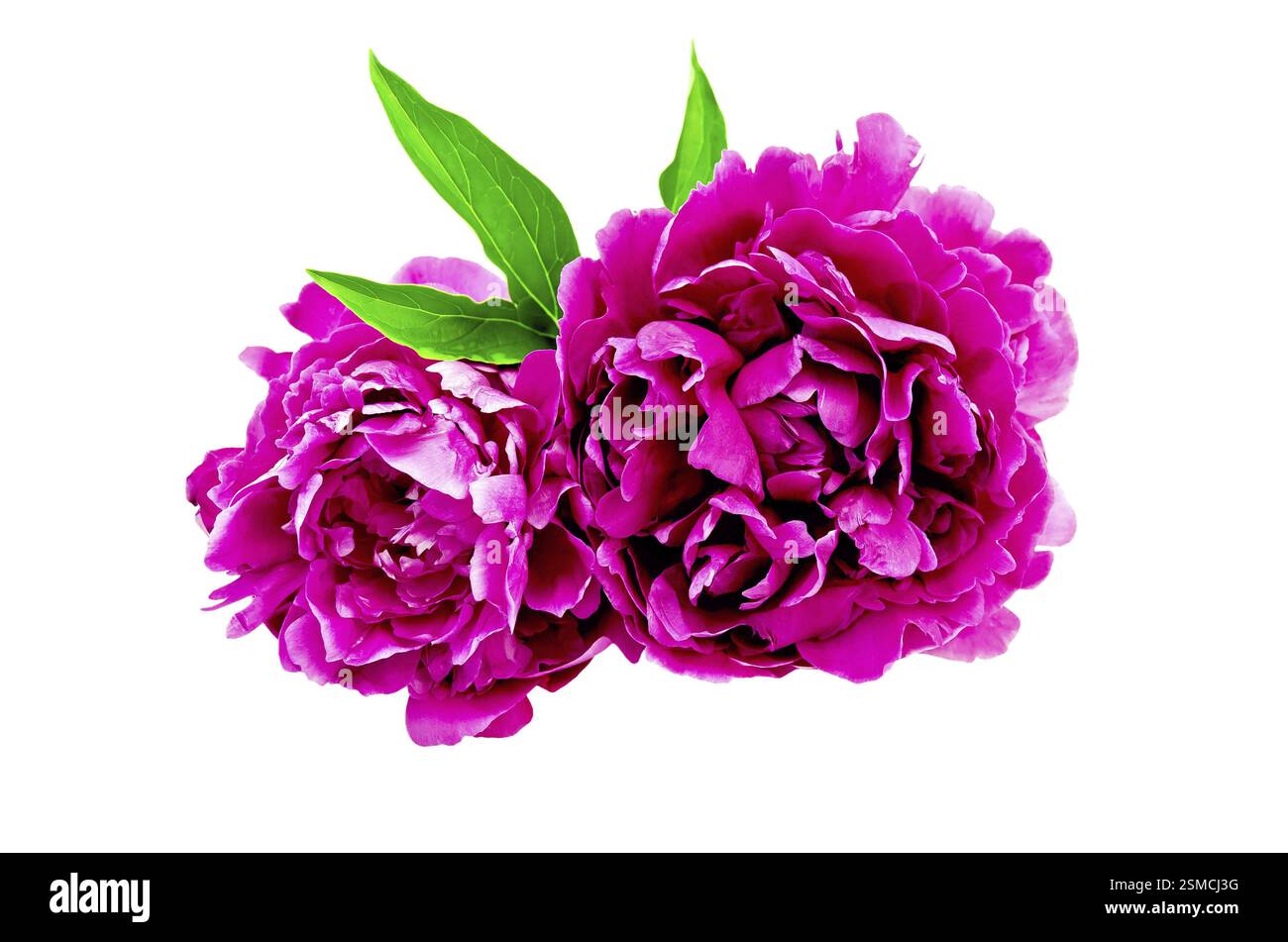 Two bright pink peony with green leaves isolated on white background ...