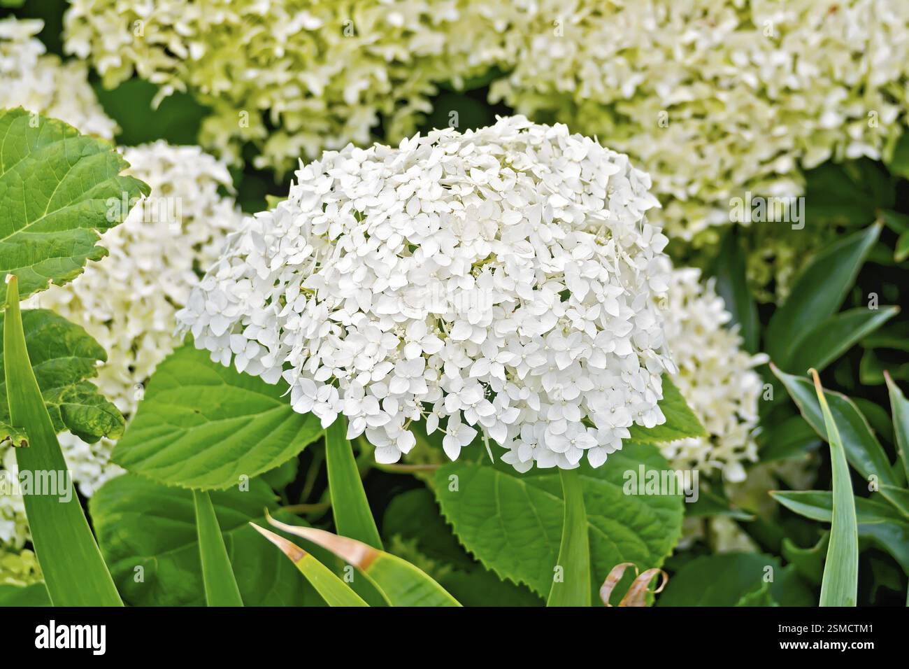 Fluffy hydrangeas hi-res stock photography and images - Alamy