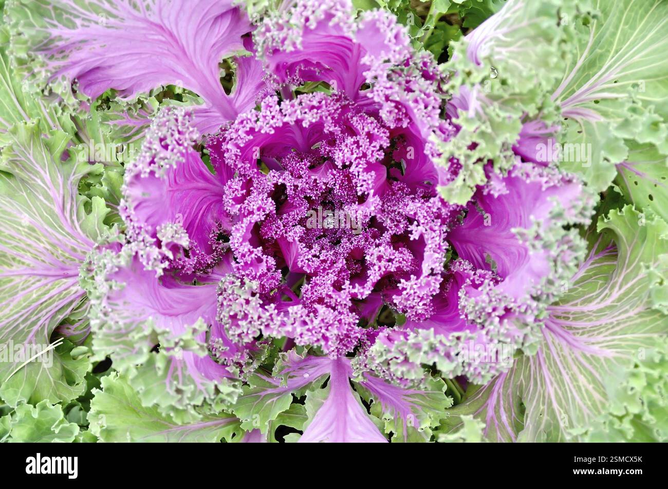 Decorative pink cabbage with water drop on a background of green leaves Stock Photo
