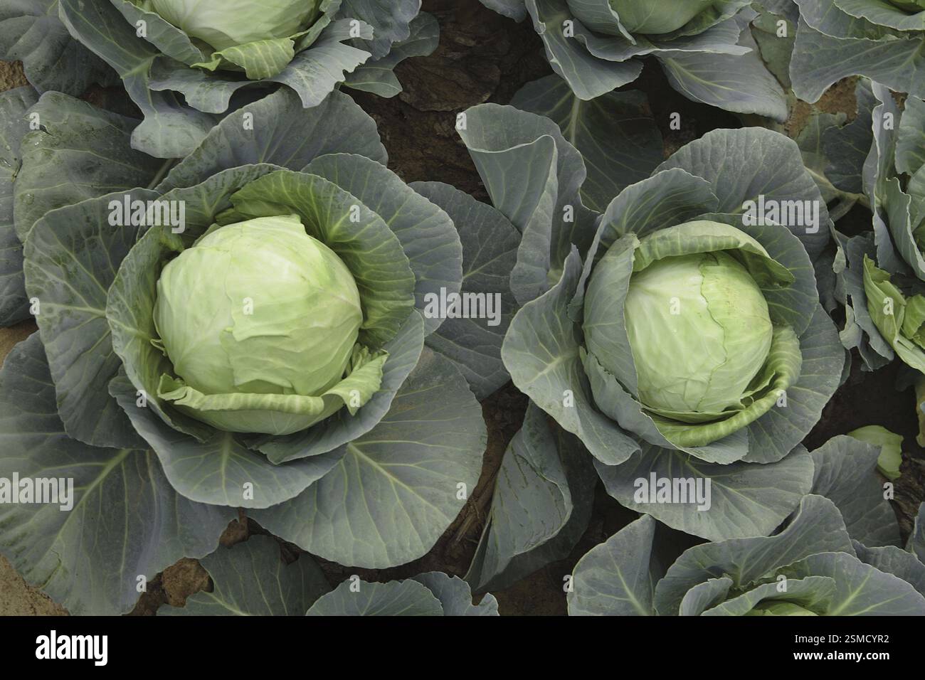 Vegetable, cabbage is one of the oldest vegetables used by the ancient ...