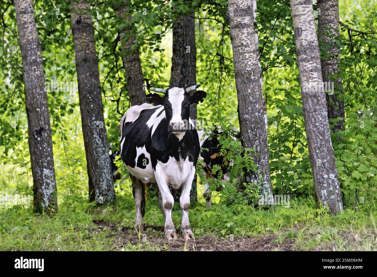 Black and white cow standing among the trees in the forest Stock Photo ...