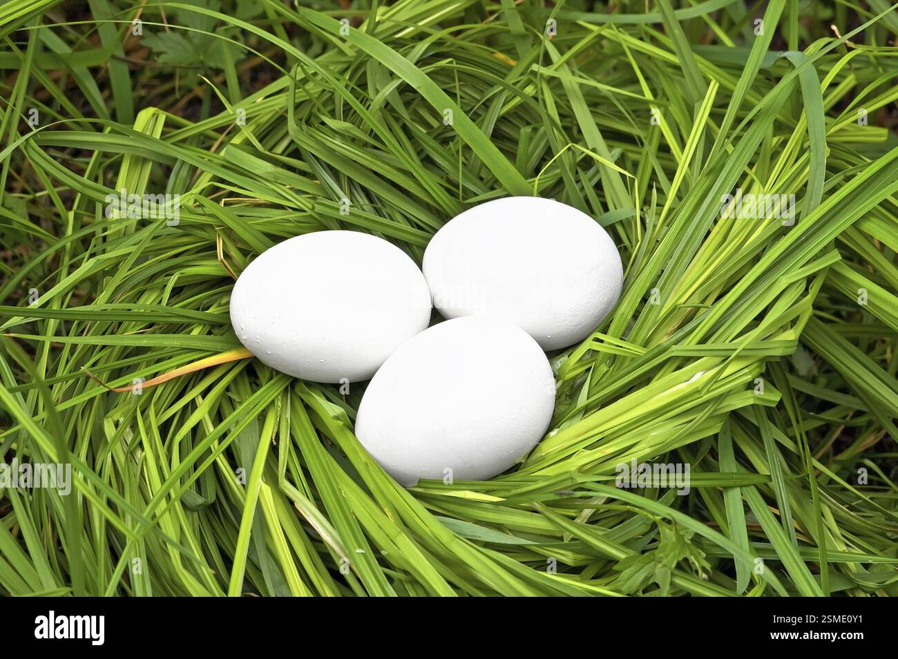 Three white eggs in a nest of green grass Stock Photo - Alamy