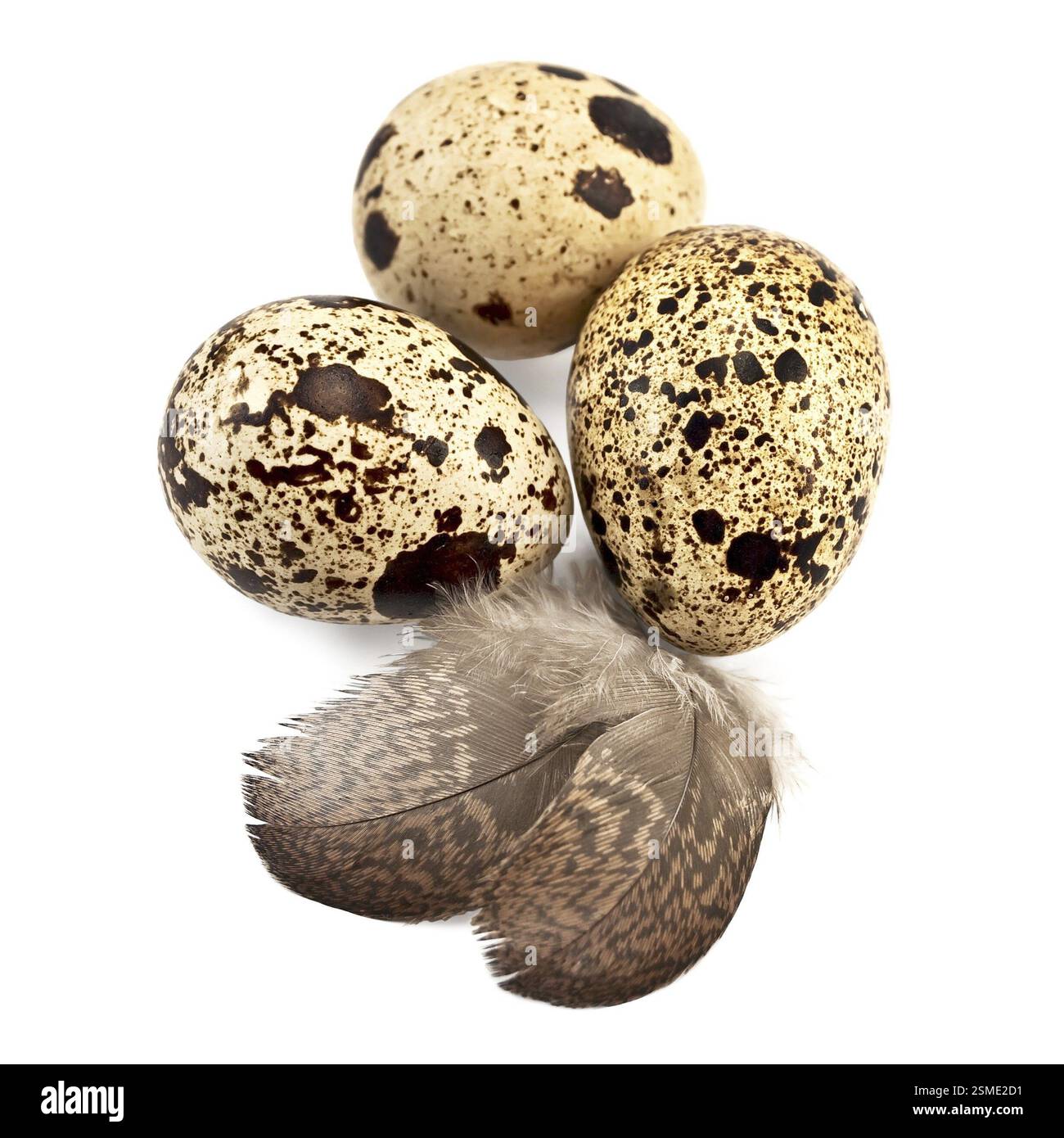 Three quail eggs spotted, two feathers isolated on white background Stock Photo