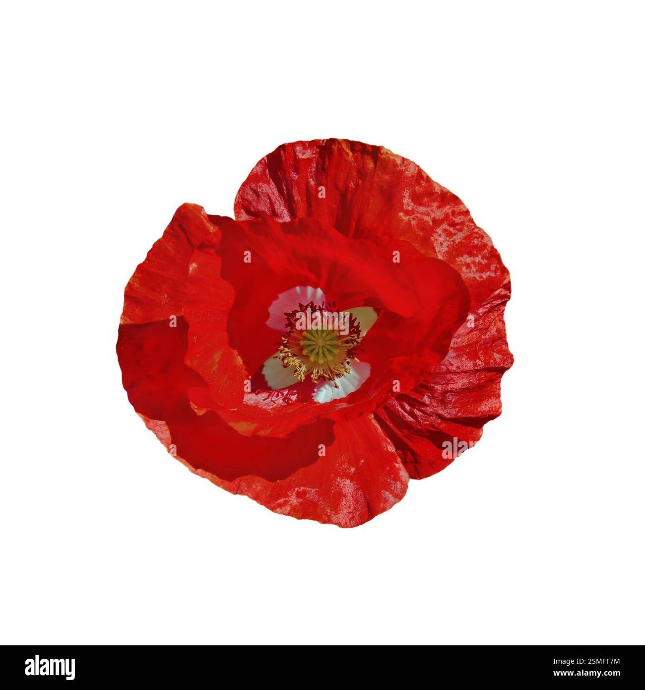 One red poppy with white middle isolated on a white background Stock ...