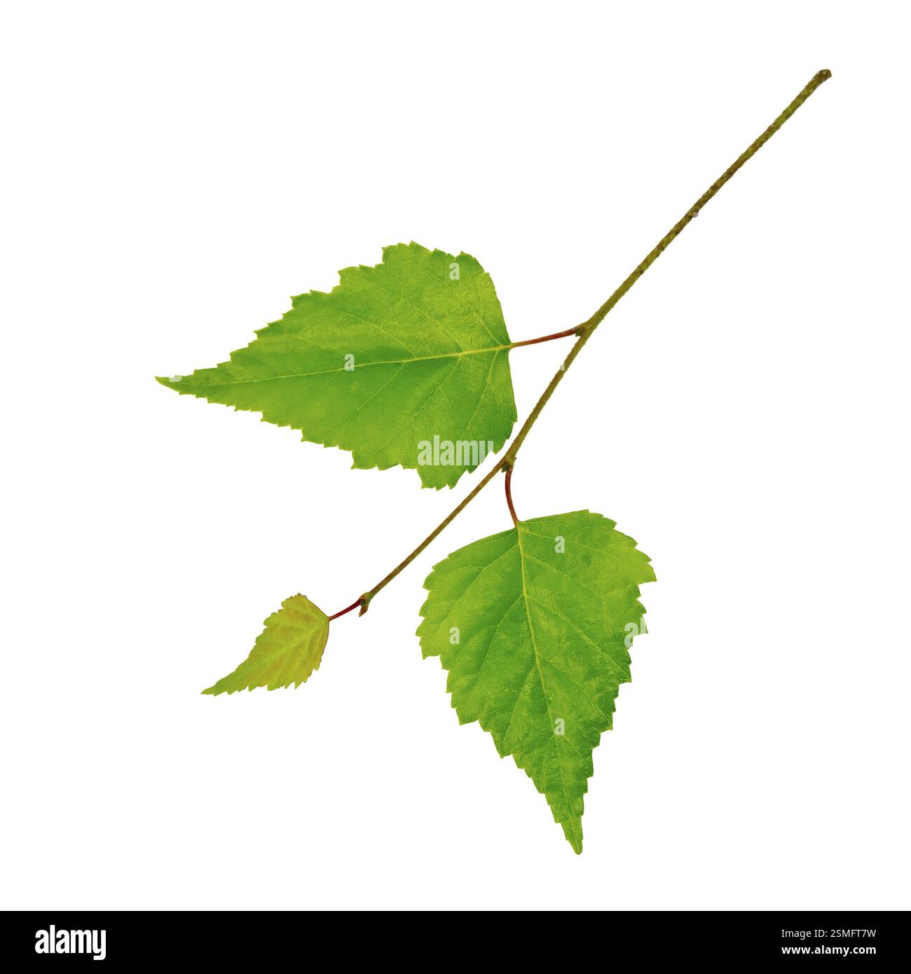 Birch twig with green leaves isolated on white background Stock Photo ...