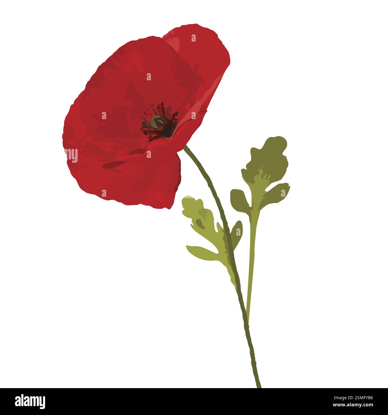 Red Poppy with two green leaves on white background Stock Photo - Alamy