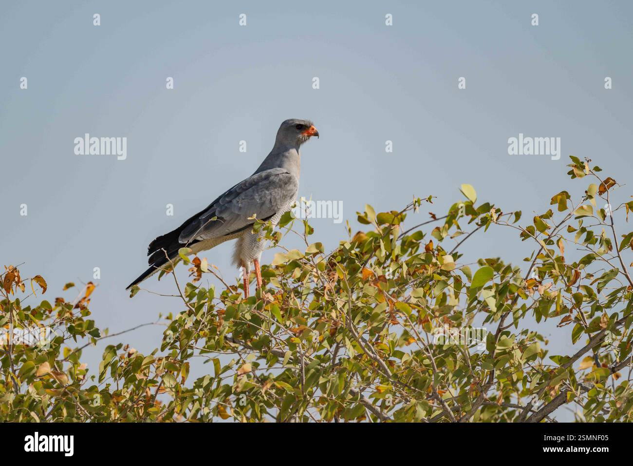Singhabicht (Accipiter cirrocephalus) in freier Wildbahn Stock Photo