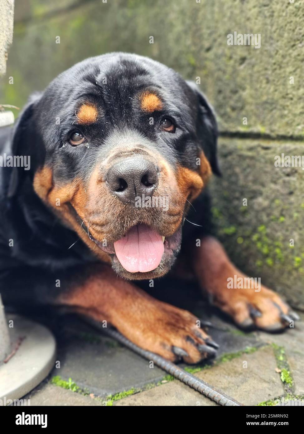 Rottweilerlife hi-res stock photography and images - Alamy