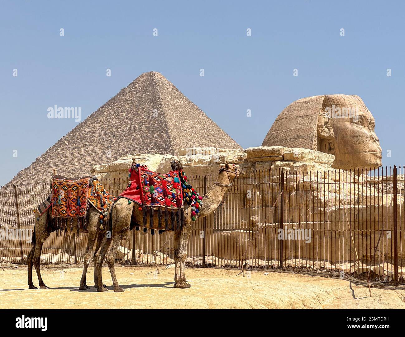 great sphinx of giza with camels in the desert,egypt Stock Photo