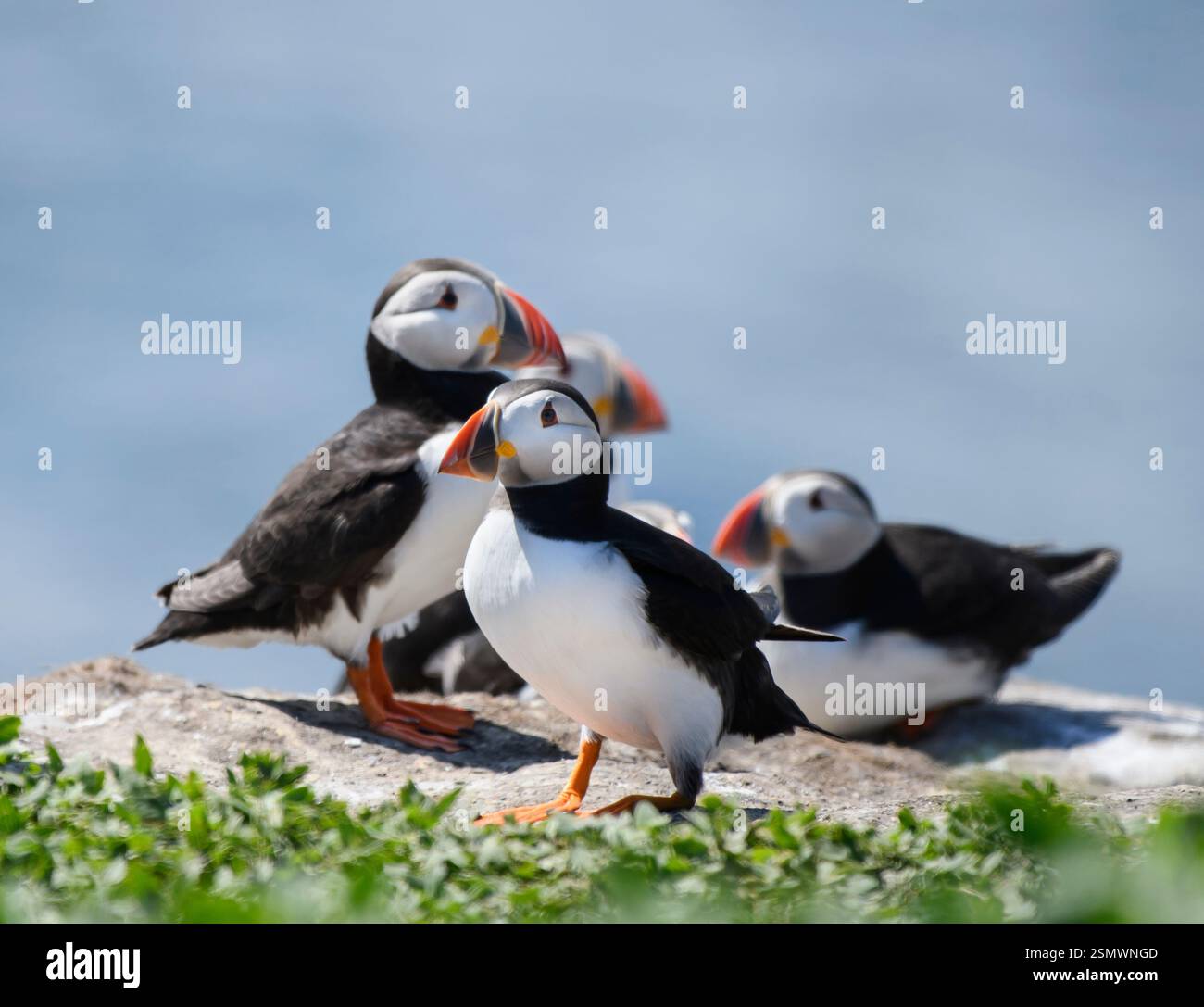 Atlantic Puffin Fratercula Arctica Group Resting On Cliff Edge 