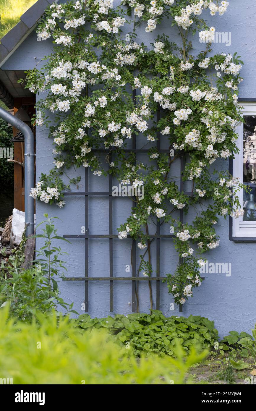 Training Rambler Roses Kletterrose, Kletter-Rose, Kletterrosen, Rose, Rosen, Rambler, Rambler ...