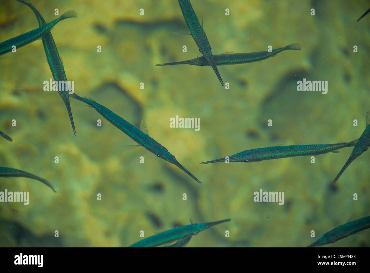 Needlefishes in the lake - Philippines, Coron Island Stock Photo