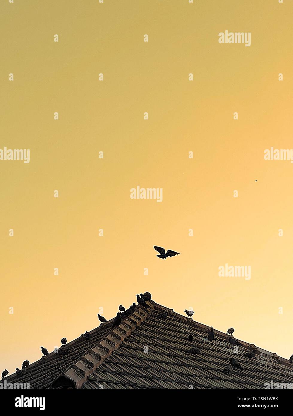 family of birds in an evening - Smartphone Captured Stock Image