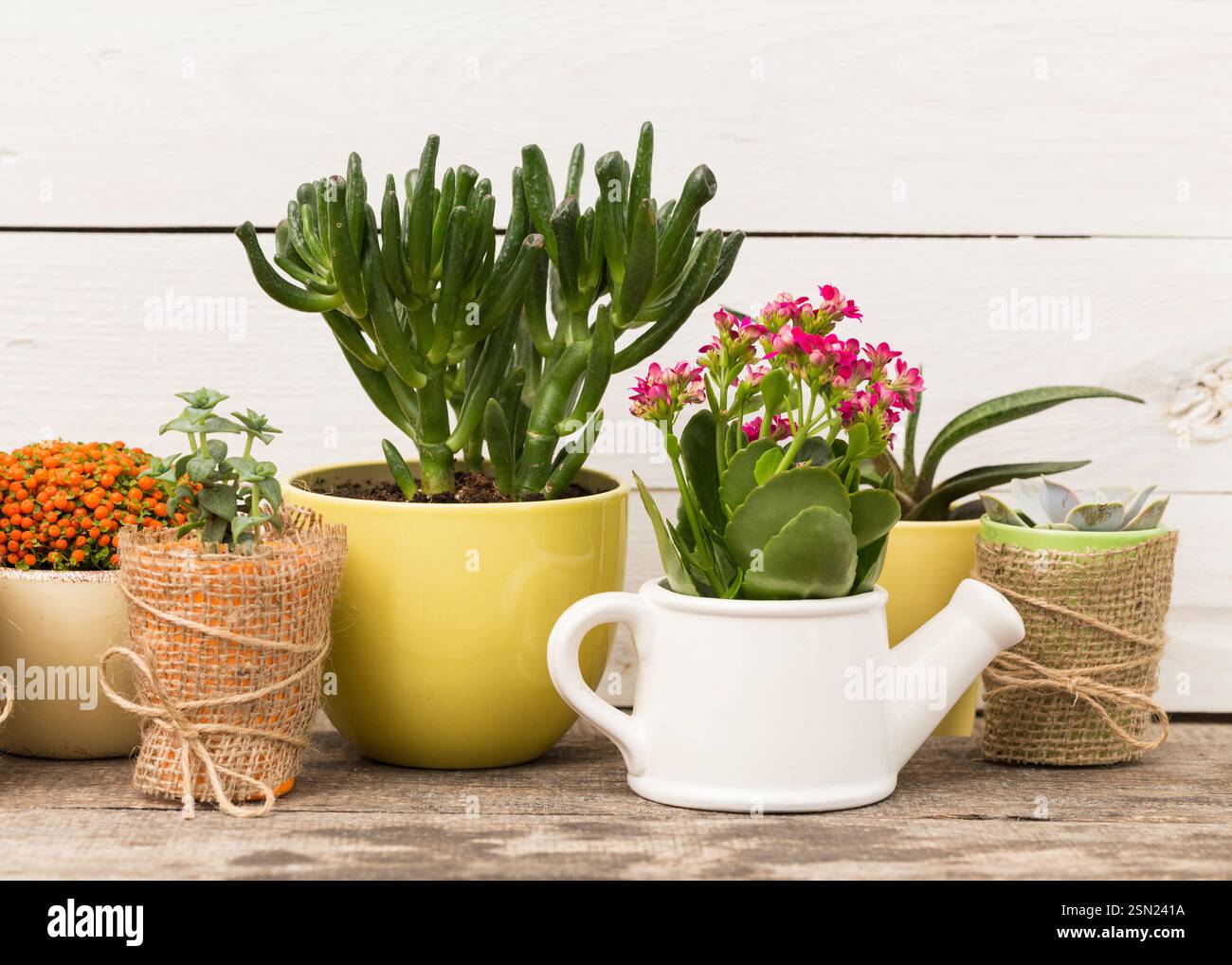 Collection of vibrant potted plants arranged on a rustic wooden surface ...